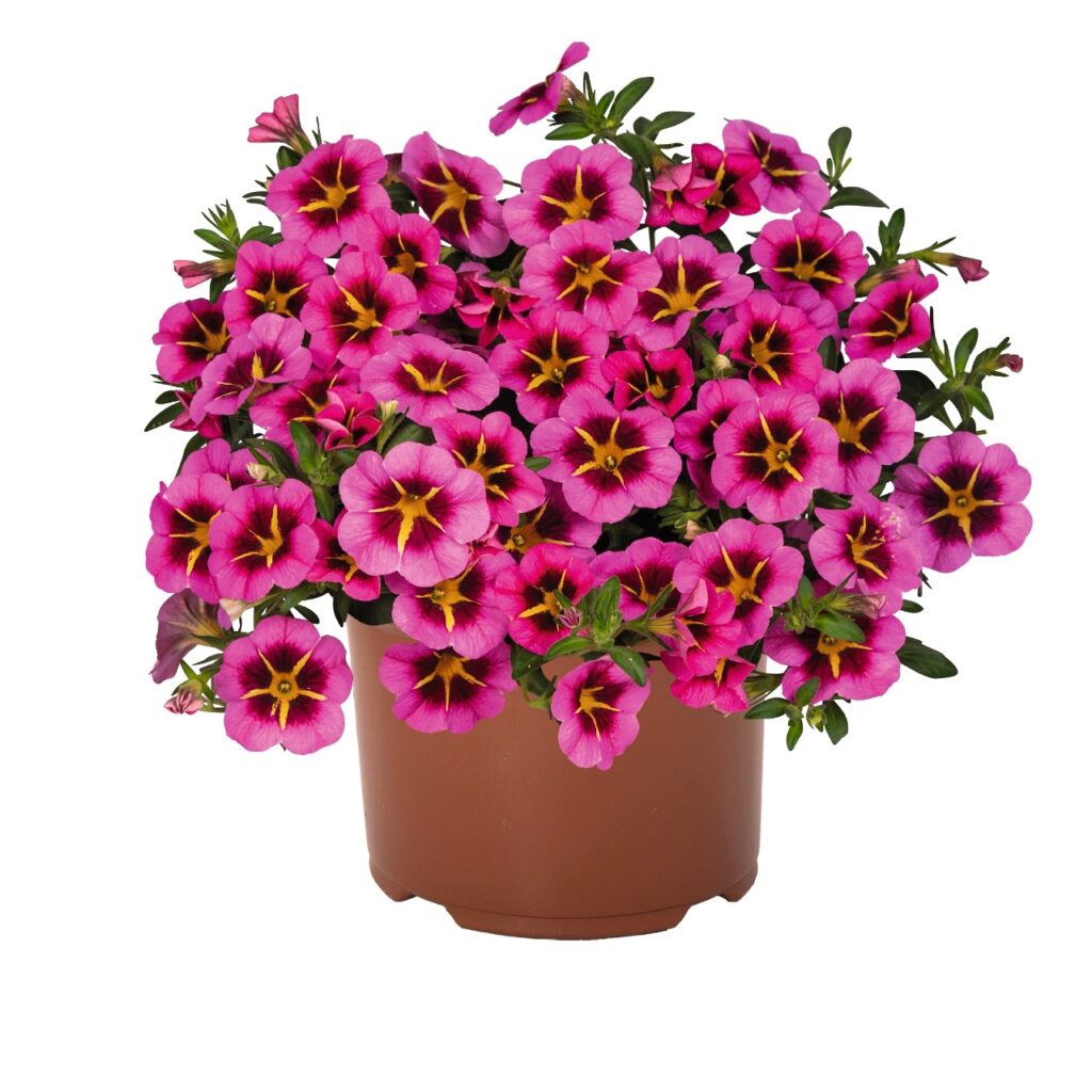 Calibrachoa Tik Tok® Rose - Raba Talu